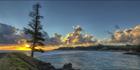 Lone Pine - Norfolk Island - NSW T (PBH4 00 12155)
